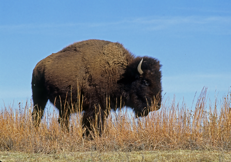 American_Bison_86_OK_001