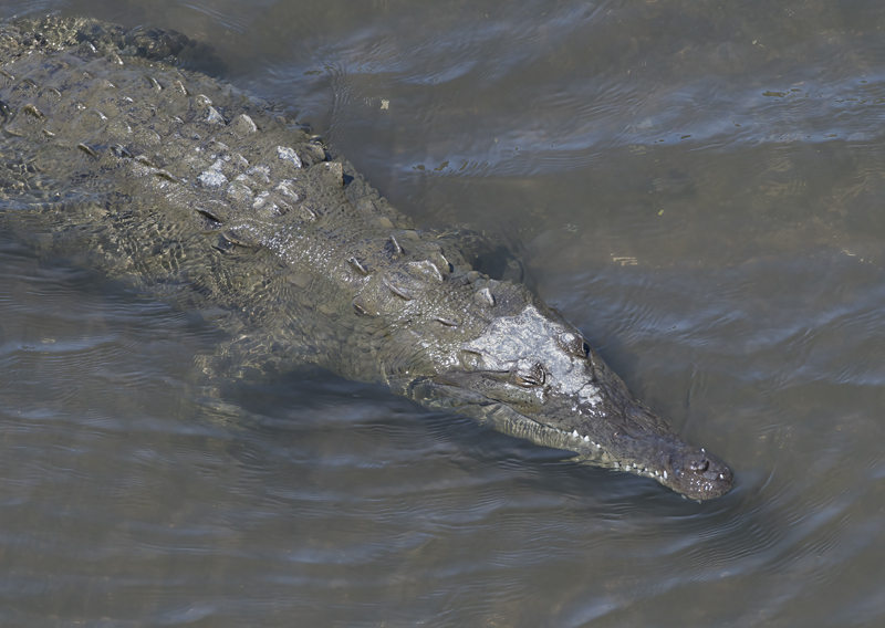 American_Crocodile_17_Costa_Rica_011