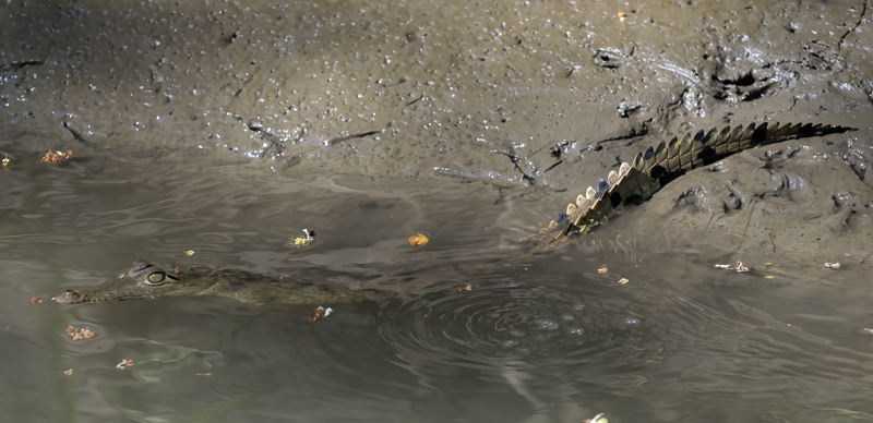 American_Crocodile_17_Costa_Rica_016