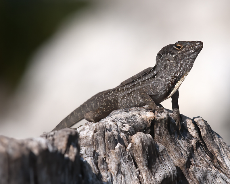 Bahaman_Anole_FL_09_002