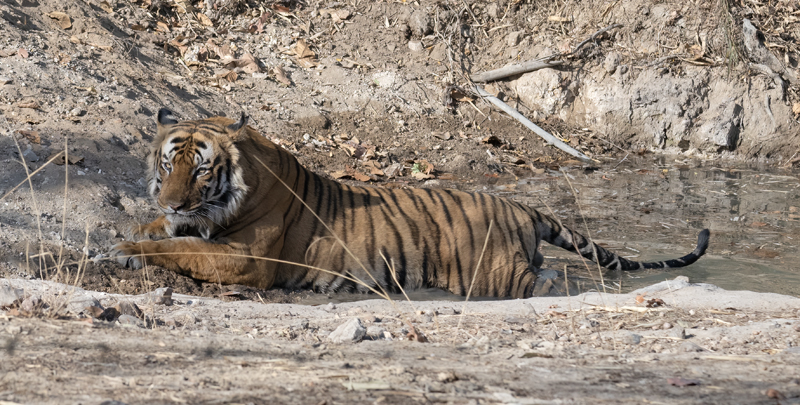 Bengal_Tiger_25_India_368