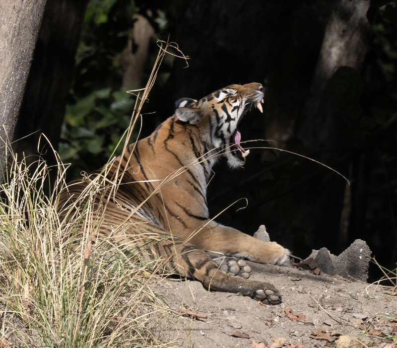 Bengal_Tiger_25_India_415
