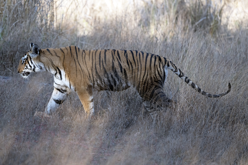Bengal_Tiger_25_India_470