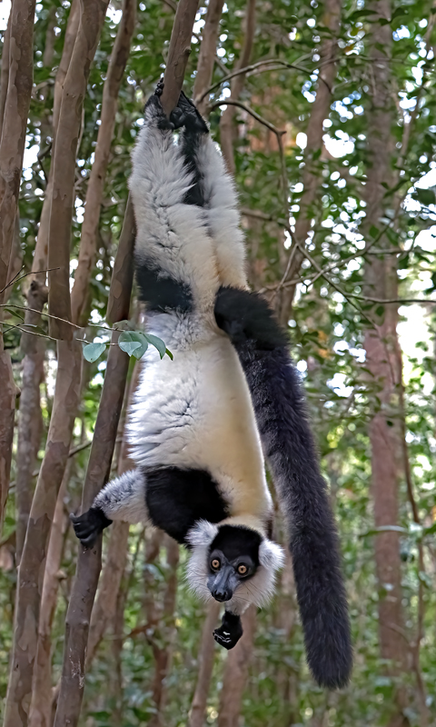Black-and-white_Ruffed_Lemur_24_Madagascar_600