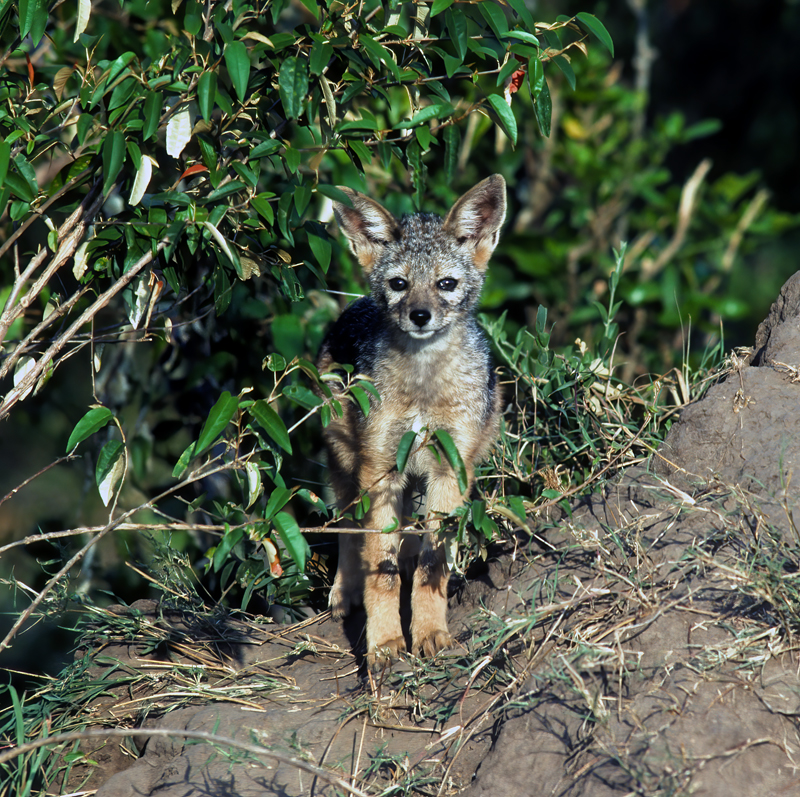 Black-backed_Jackal_90_Kenya_001