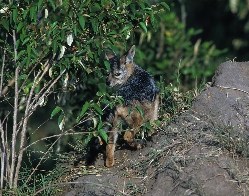 Black-backed_Jackal_90_Kenya_004