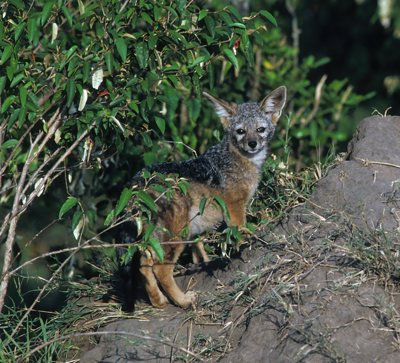Black-backed_Jackal_90_Kenya_006