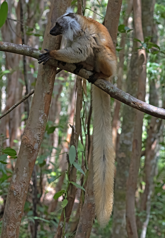 Black_Lemur_24_Madagascar_054