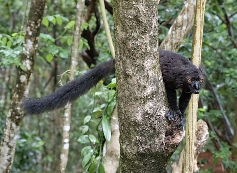Black_Lemur_24_Madagascar_111