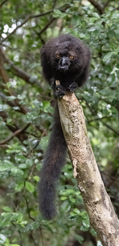 Black_Lemur_24_Madagascar_151