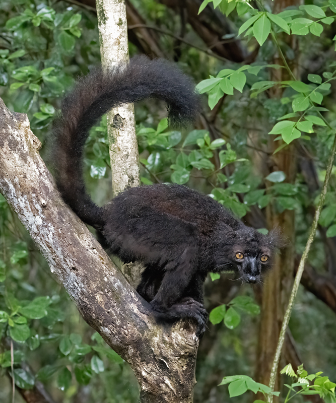 Black_Lemur_24_Madagascar_161