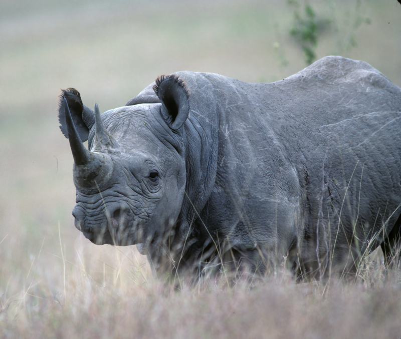 Black_Rhinoceros_90_Kenya_005