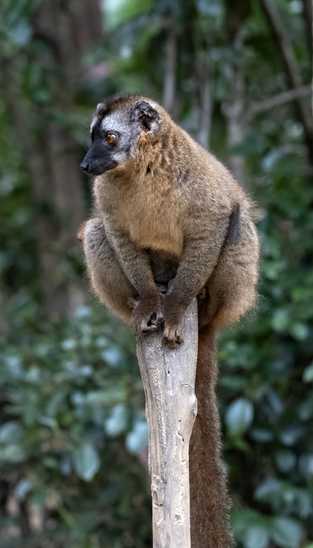 Brown_Lemur_24_Madagascar_061