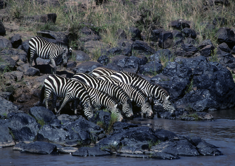Burchells_Zebra_90_Kenya_008