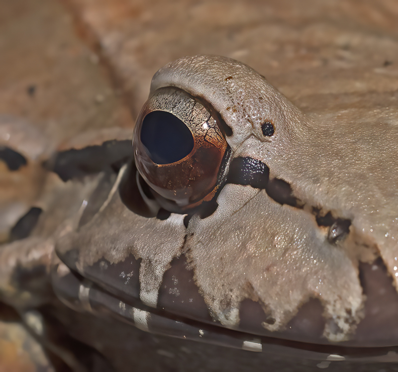Costa_Rica_Bullfrog_18_Costa_Rica_005