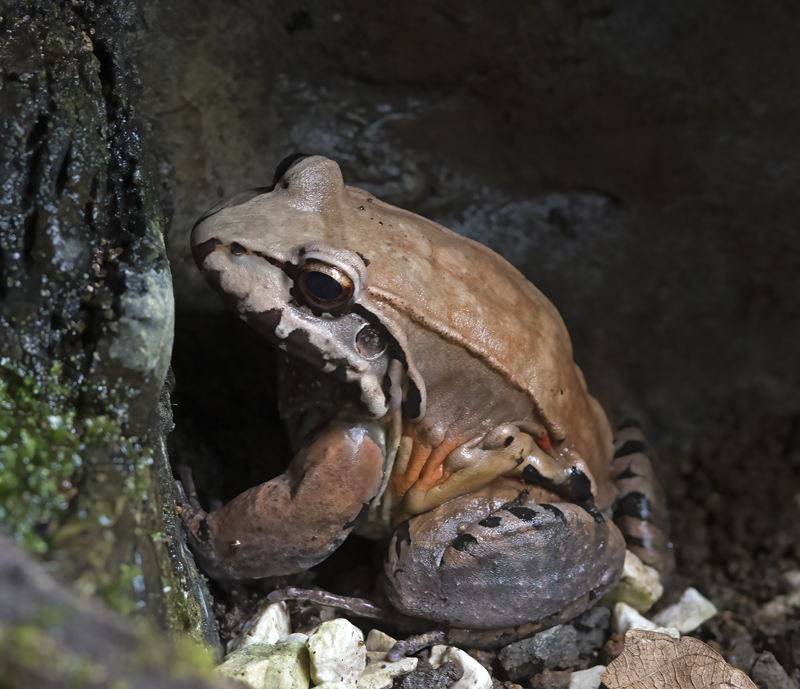 Costa_Rica_Bullfrog_18_Costa_Rica_016