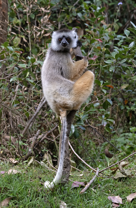Diademed_Sifaka_24_Madagascar_060