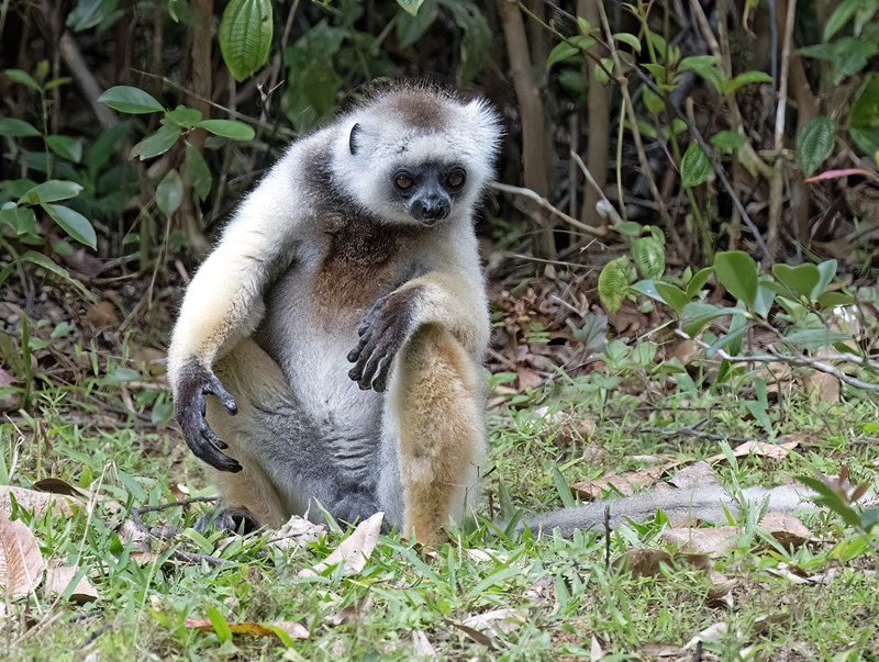 Diademed_Sifaka_24_Madagascar_115