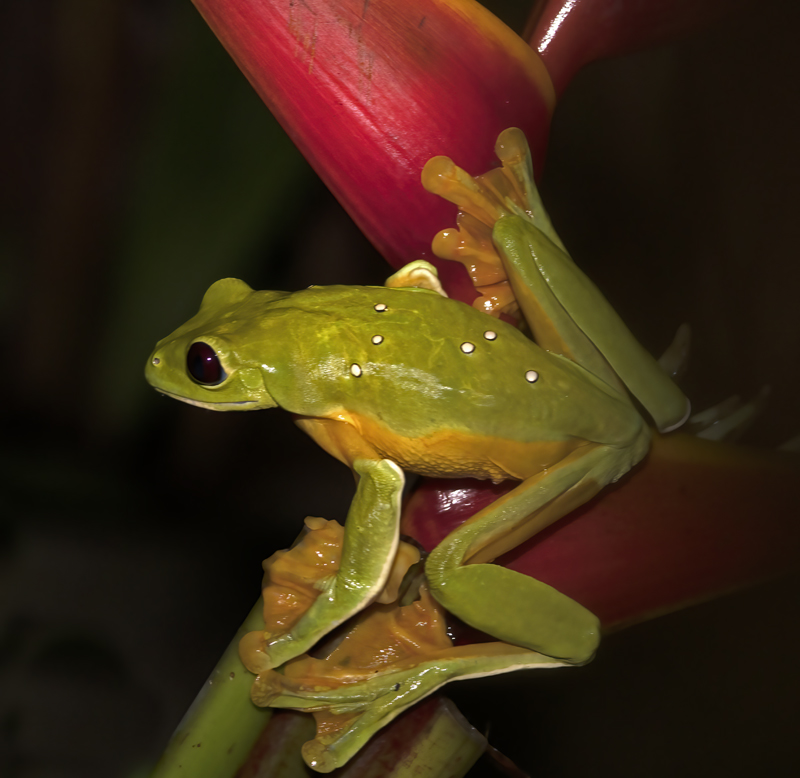 Flying_Leaf_Frog_18_Costa_Rica_029