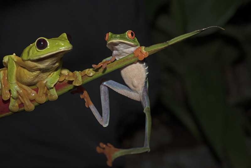 Fogs_Mixed_18_Costa_Rica_003