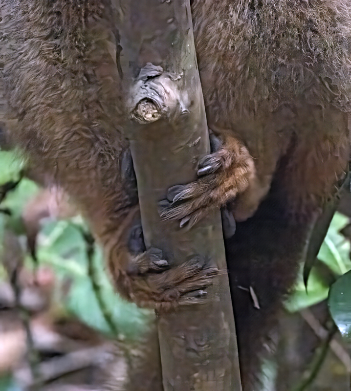 Gray_Bamboo_Lemur_24_Madagascar_008