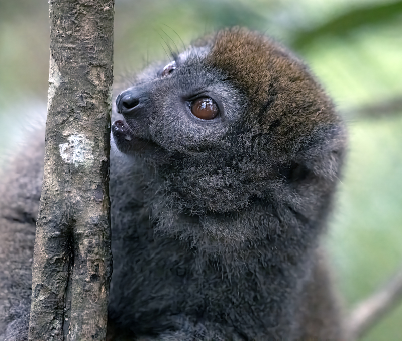 Gray_Bamboo_Lemur_24_Madagascar_054