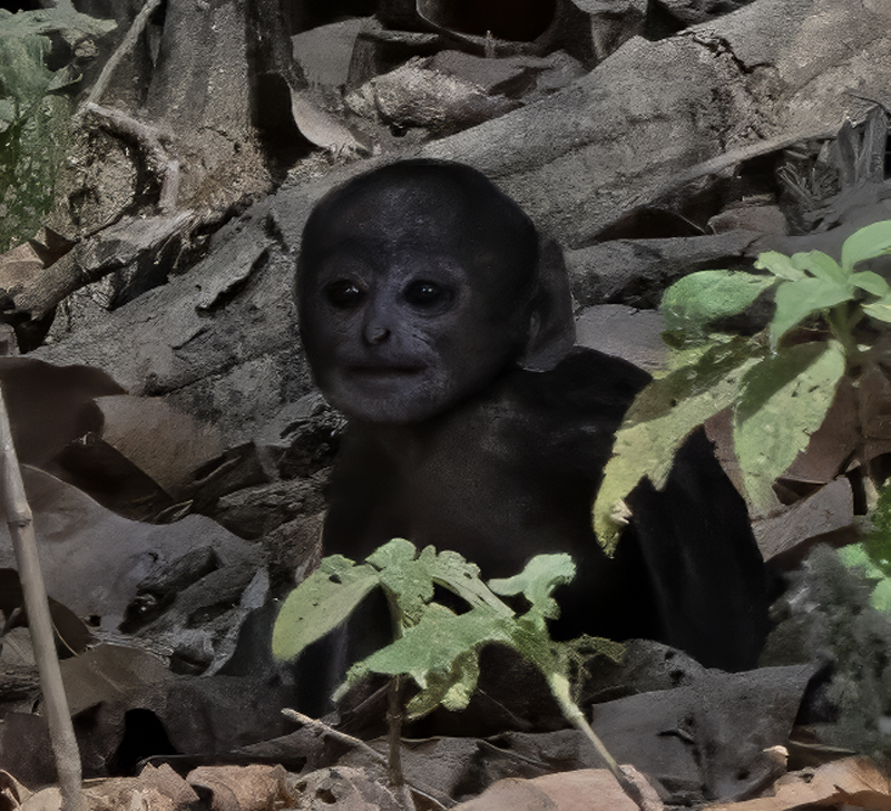 Gray_Langur_Monkey_25_India_009a