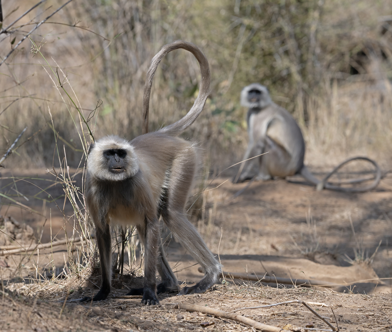 Gray_Langur_Monkey_25_India_092