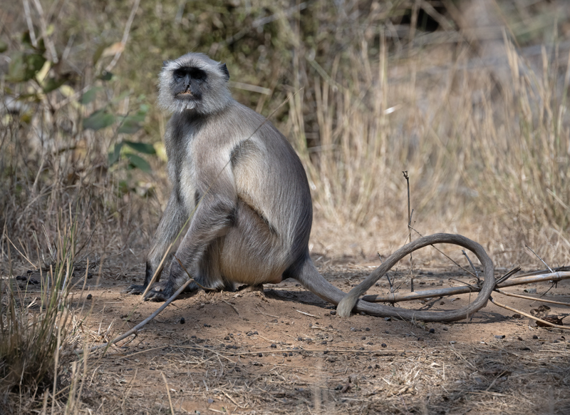 Gray_Langur_Monkey_25_India_104