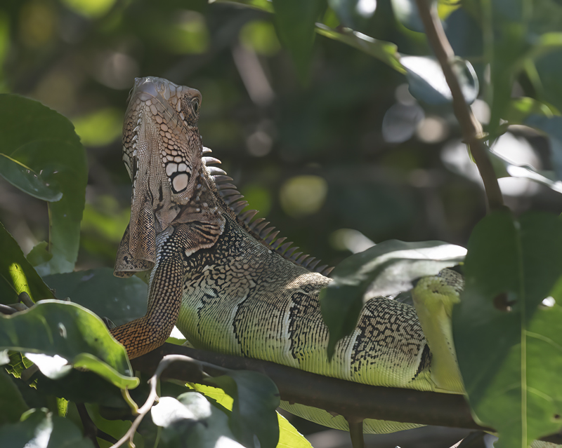 Green_Iguana_17_Costa_Rica_016