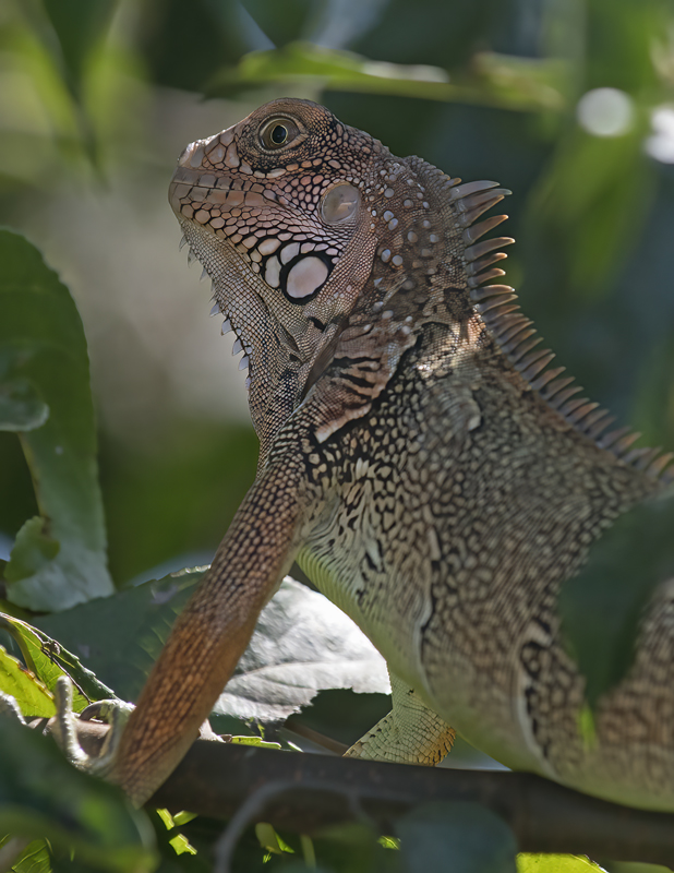Green_Iguana_17_Costa_Rica_028