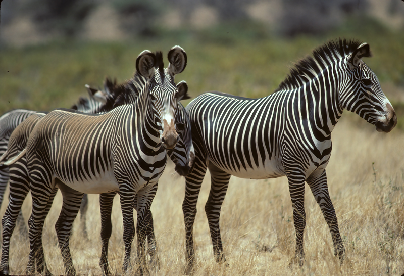 Grevys_Zebra_90_Kenya_001