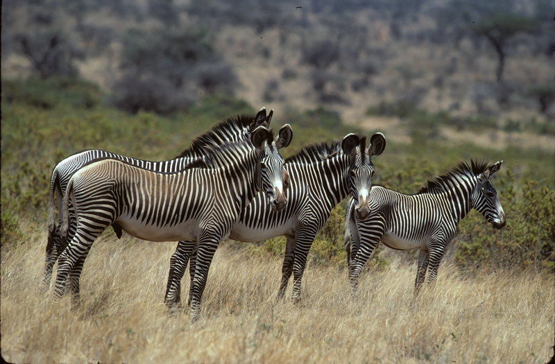 Grevys_Zebra_90_Kenya_008