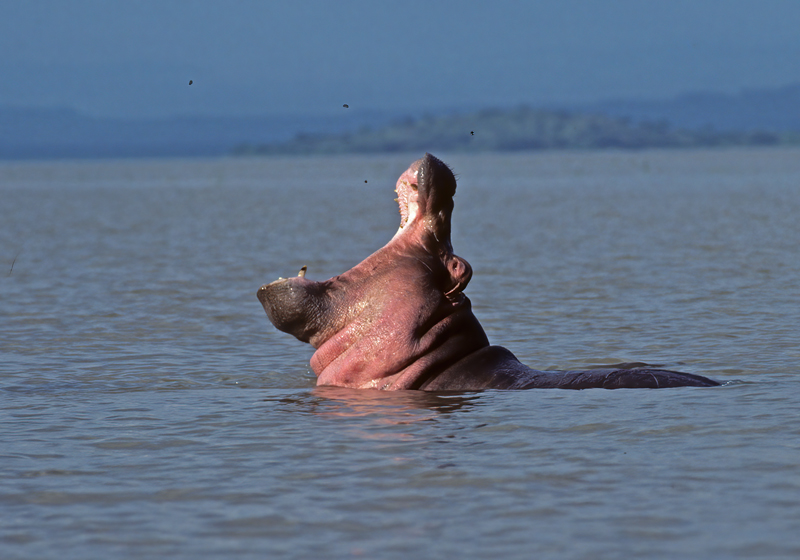 Hippopotamus_90_Kenya_001