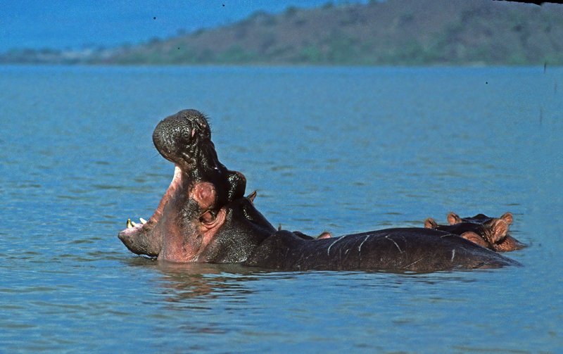 Hippopotamus_90_Kenya_003