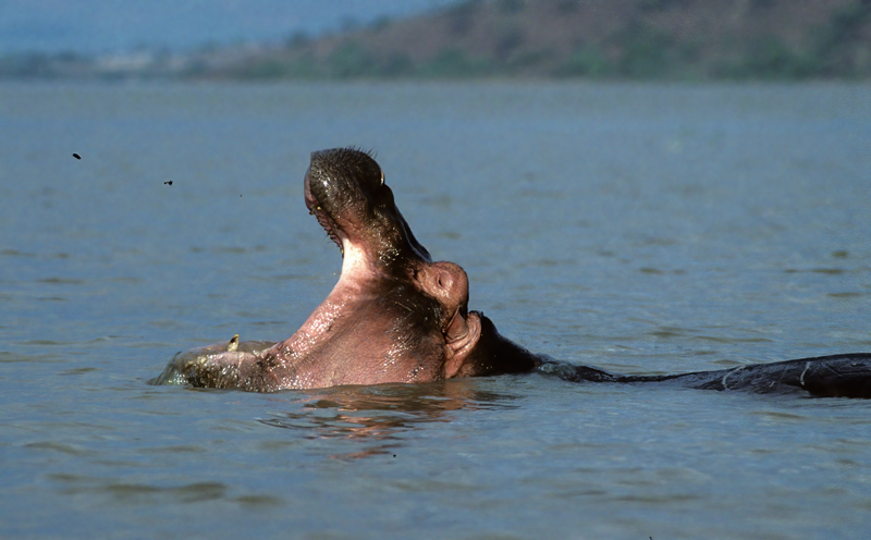 Hippopotamus_90_Kenya_006