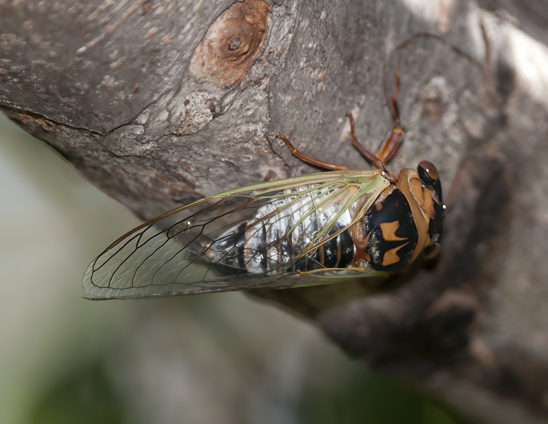 Insect_AZ_14_001