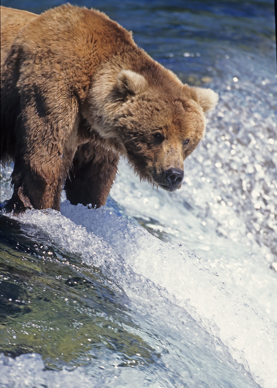 Kodiak_Brown_Bear_98_AK_001