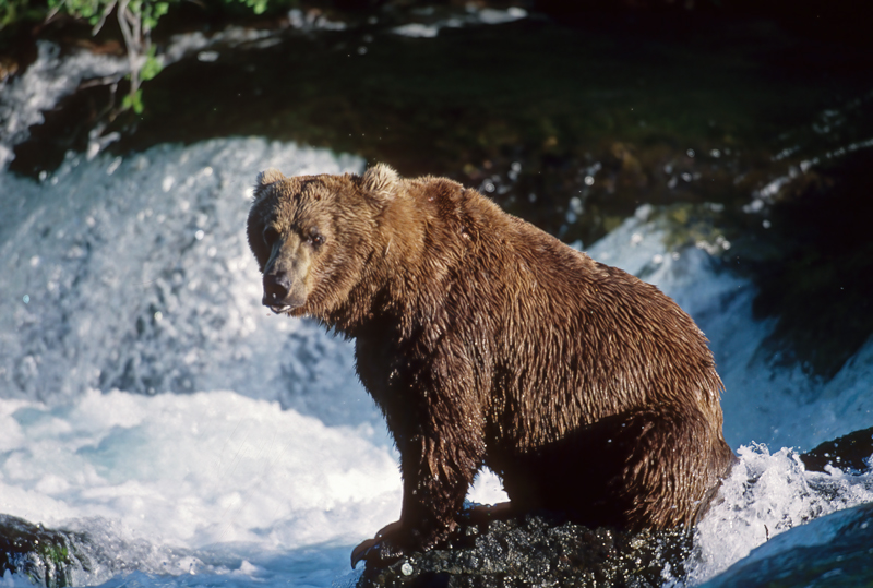 Kodiak_Brown_Bear_98_AK_007