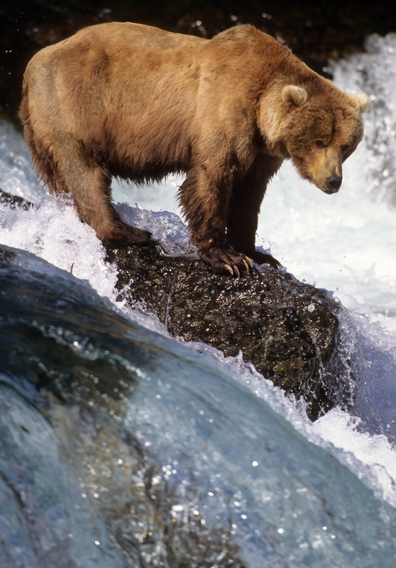Kodiak_Brown_Bear_98_AK_012