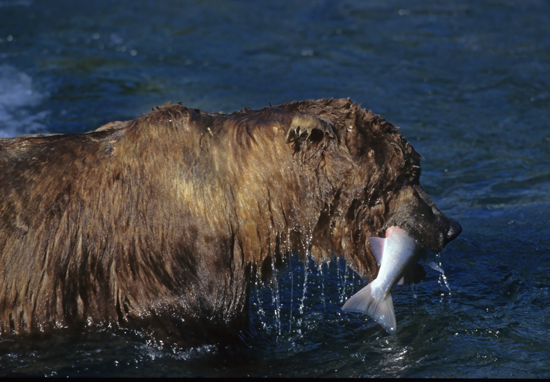 Kodiak_Brown_Bear_98_AK_022