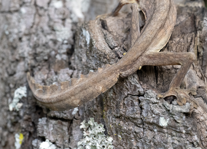 Lined_Leaf-tailed_Gecko_24_Madagascar_047