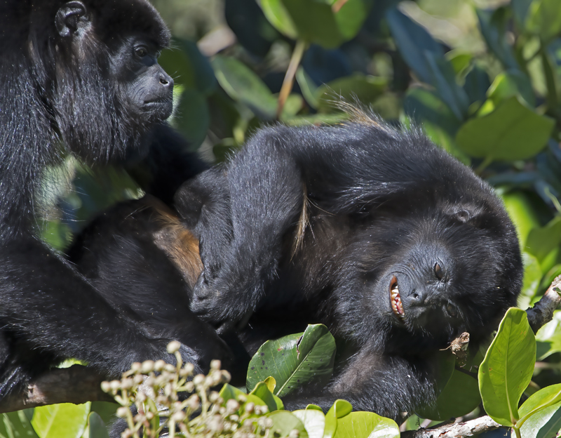 Mantled_Howler_17_Costa_Rica_151