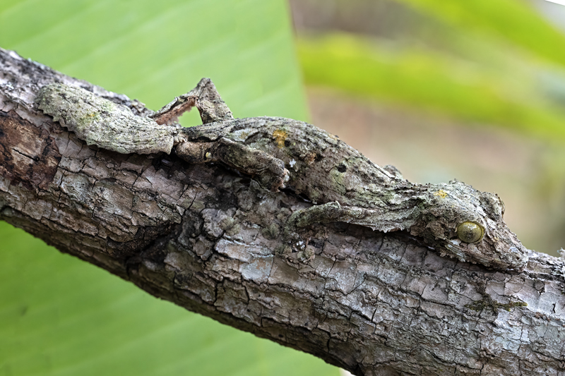 Mossy_Leaf-tailed_Gecko_24_Madagascar_008