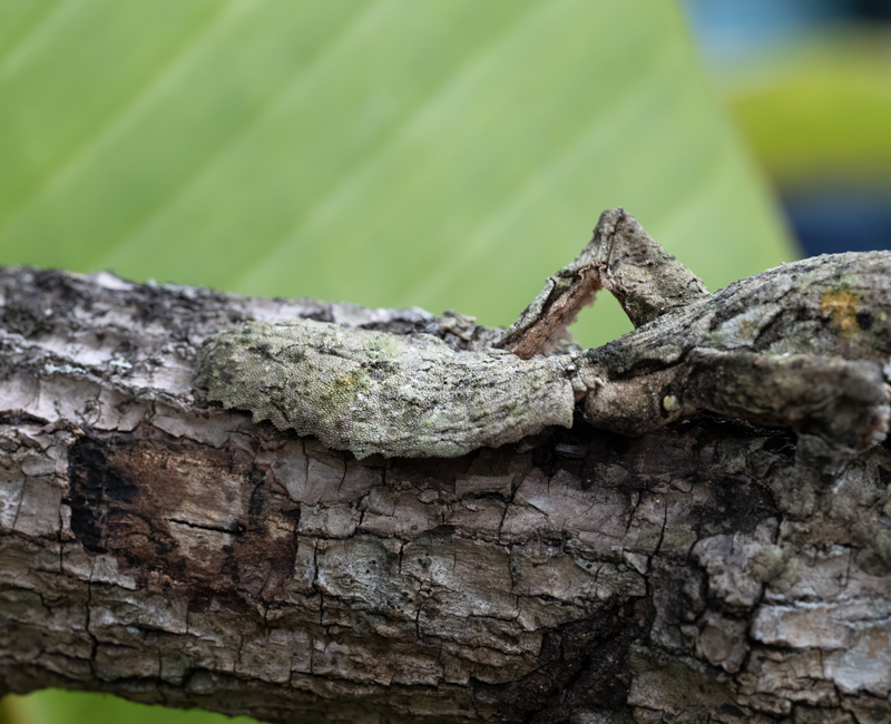 Mossy_Leaf-tailed_Gecko_24_Madagascar_009