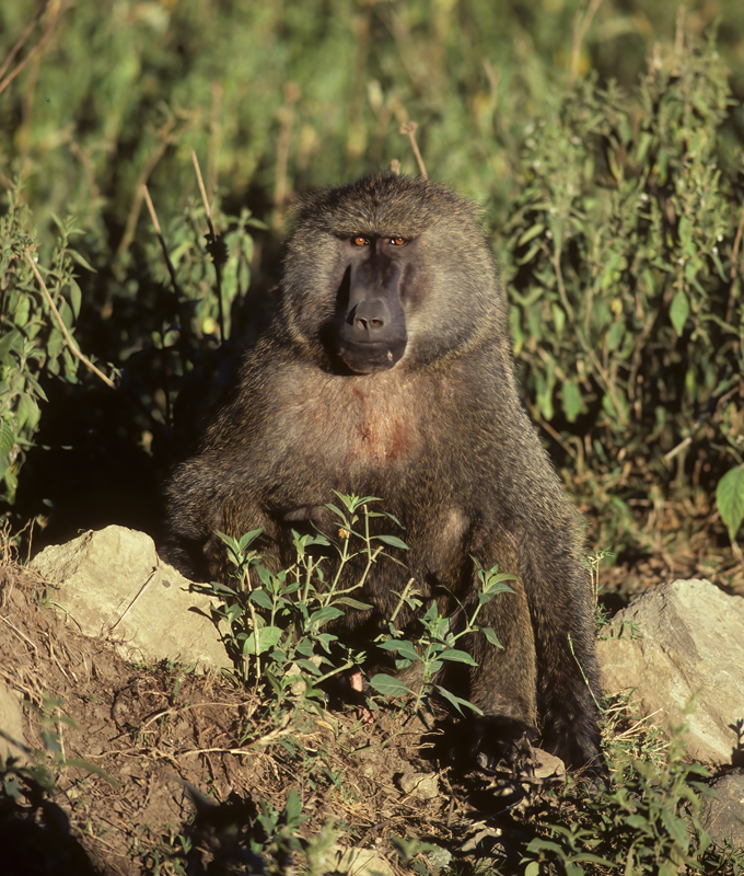 Olive_Baboon_90_Kenya_002