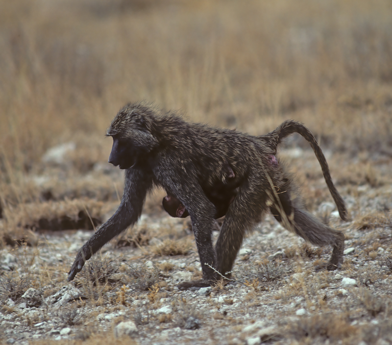 Olive_Baboon_90_Kenya_006