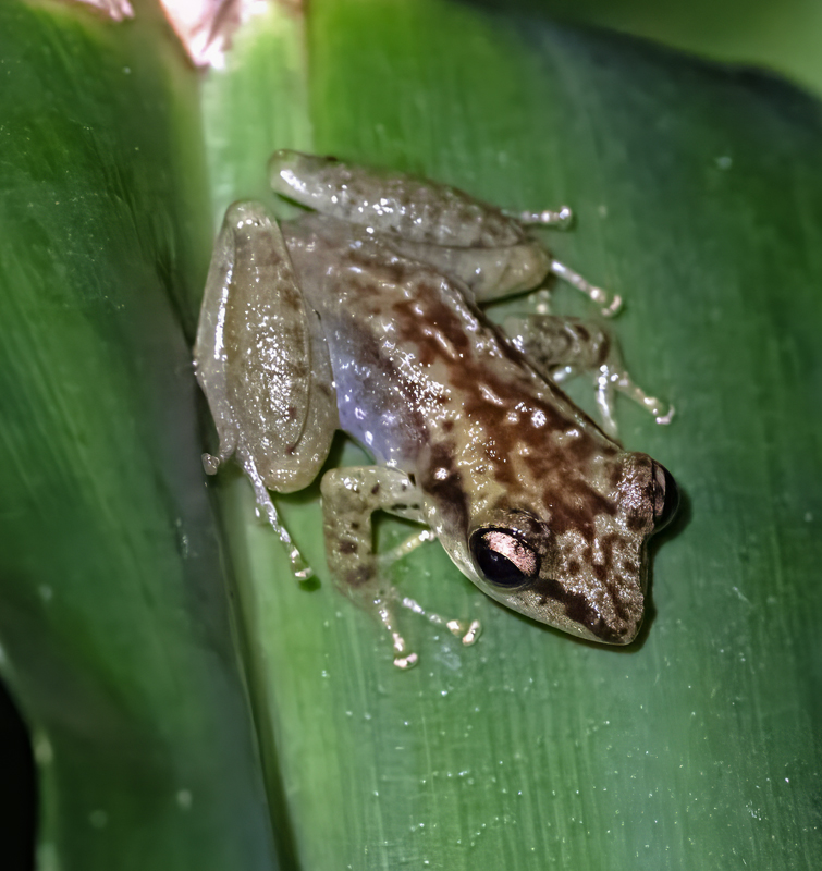 Pandanus_Frog_24_Madagascar_023