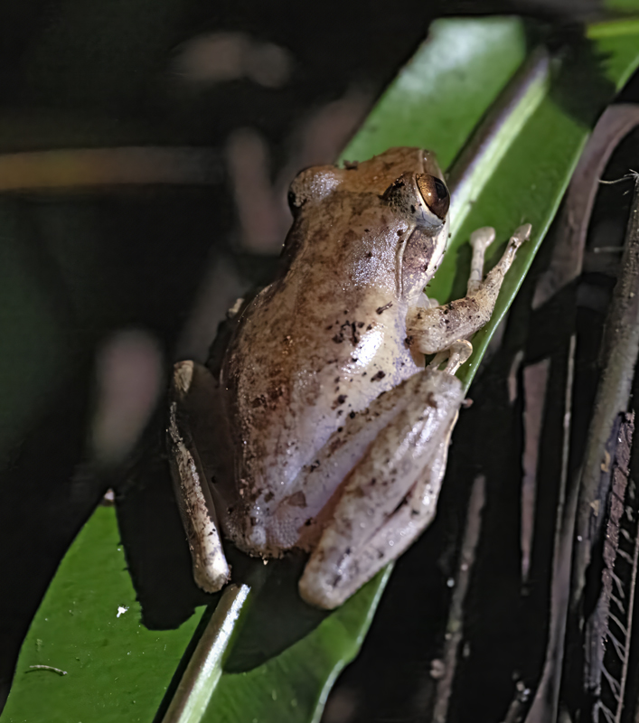 Pandanus_Frog_24_Madagascar_024