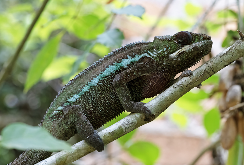 Panther_Chameleon_24_Madagascar_202